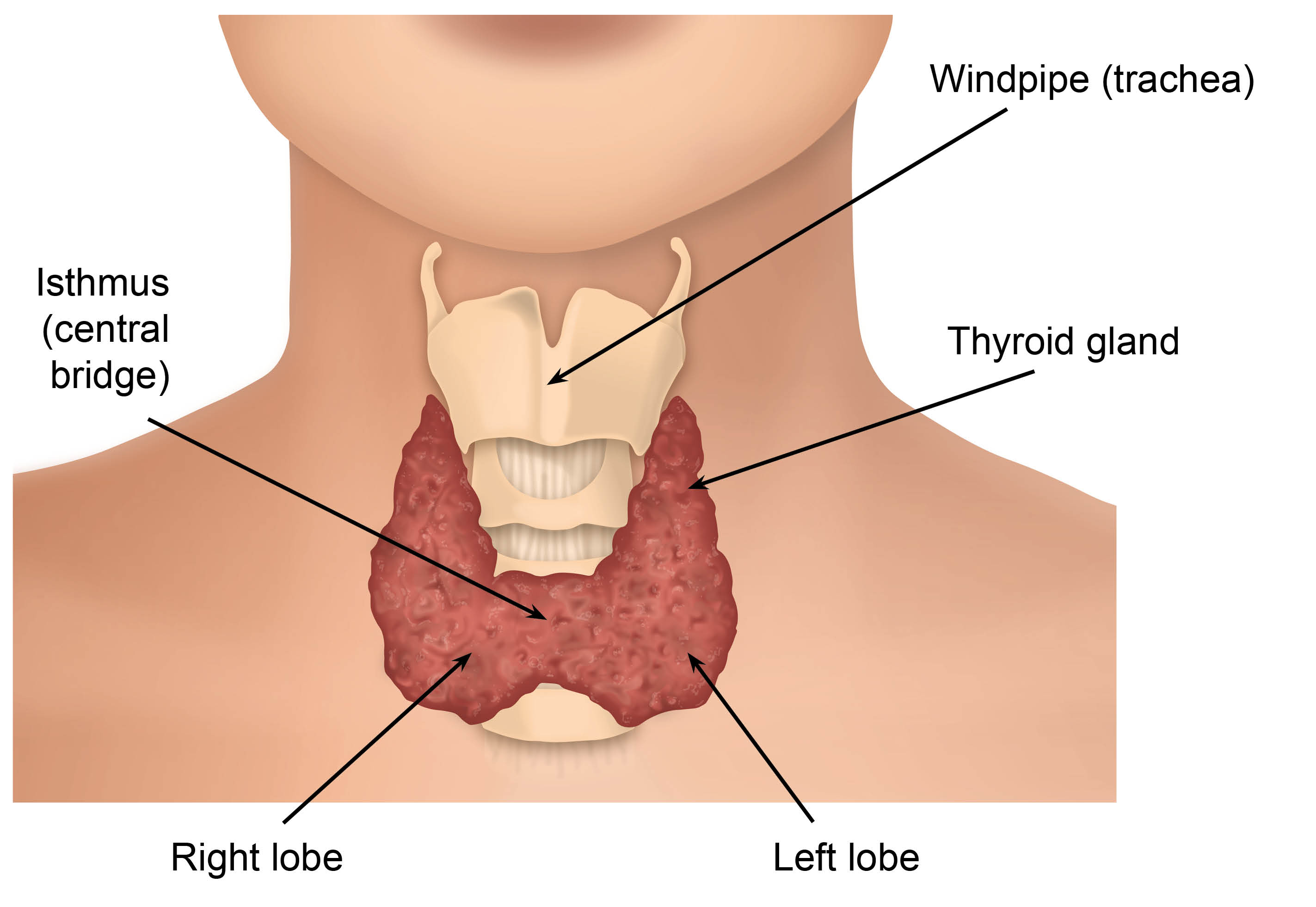 Position of the thyroid gland