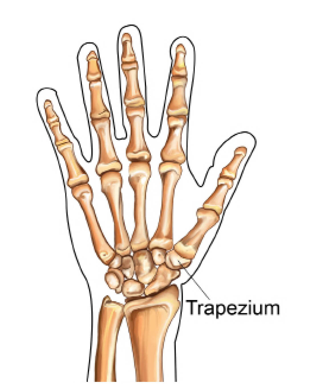 Diagram highlighting the small bone at the base of the thumb called the trapezium.