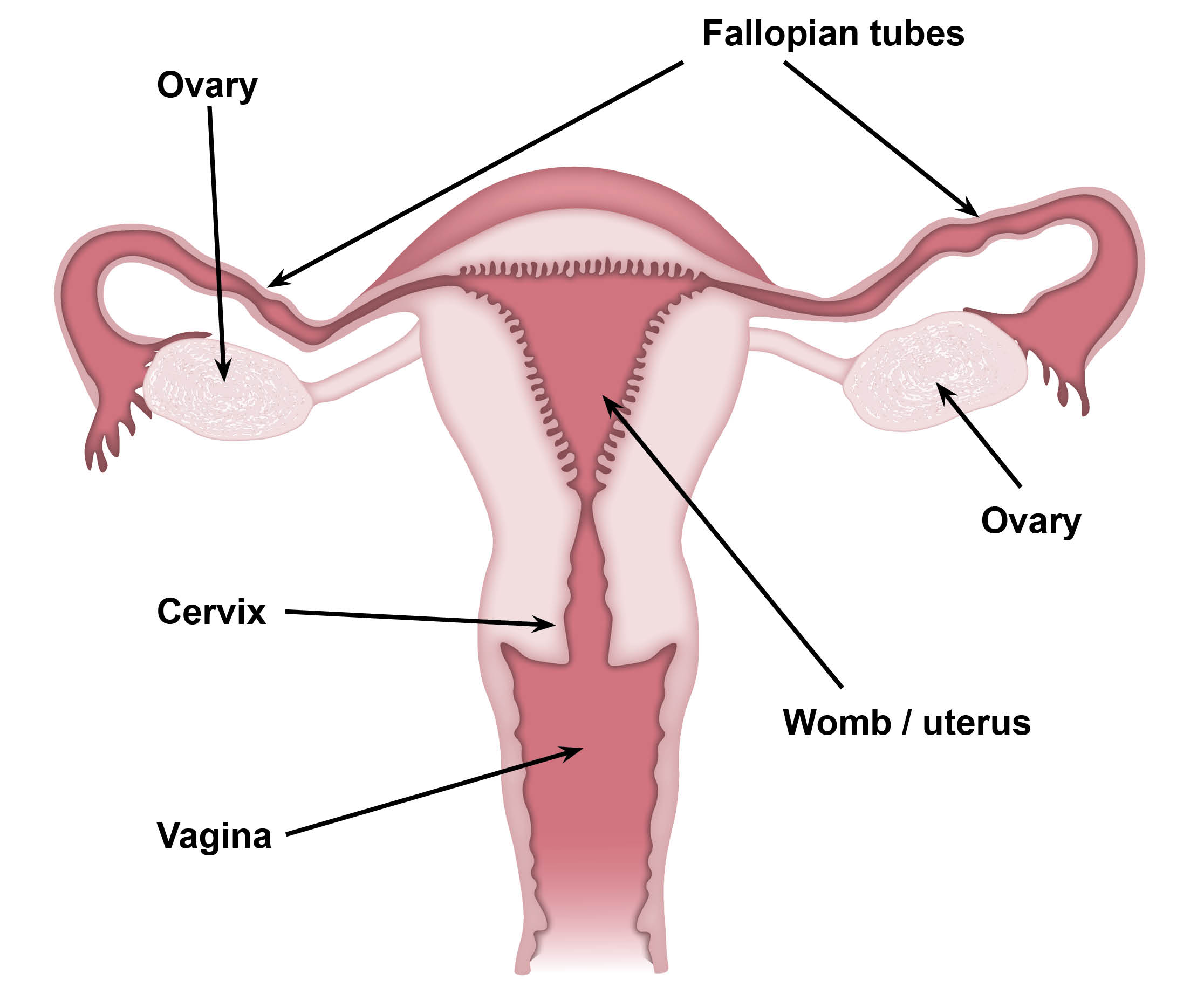 Diagram showing a female reproductive system. The ovaries, fallopian tubes, cervix, womb or uterus, and vagina.