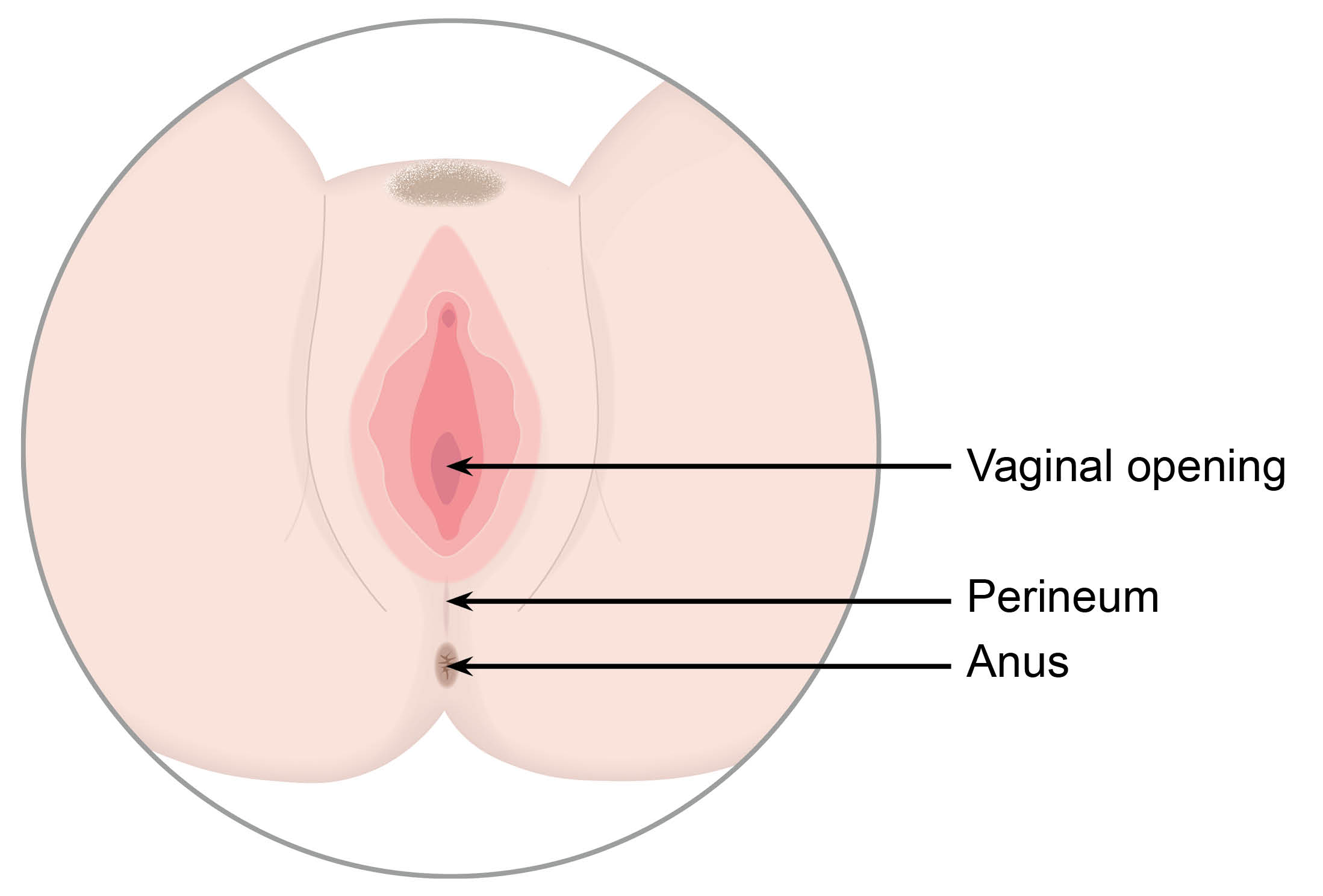 The position of the vaginal opening and anus, and the perineum is the area in between.